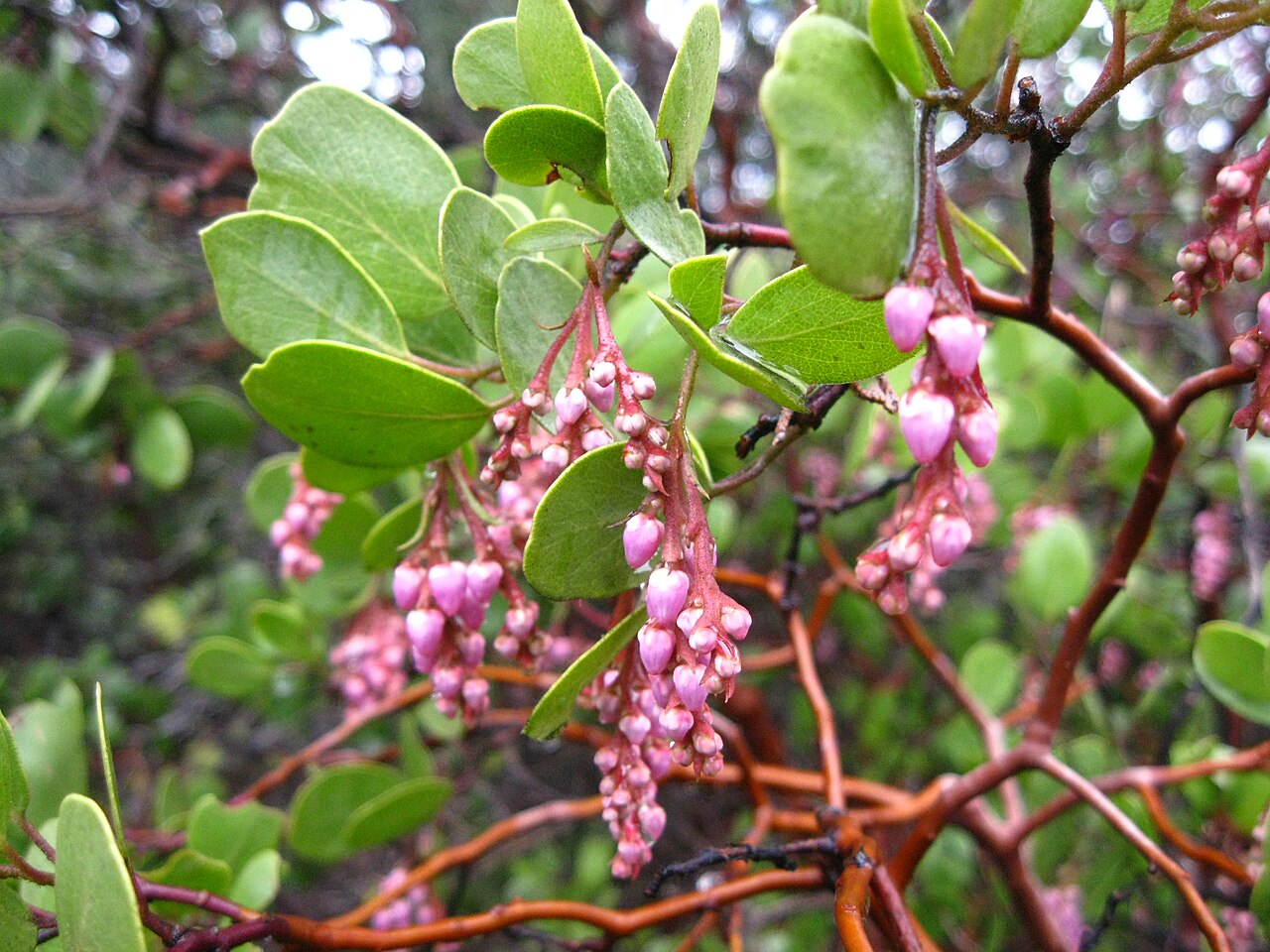 Greenleaf manzanita: Arctostaphylos patula