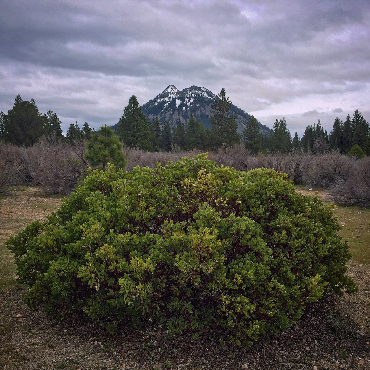 Greenleaf manzanita: Arctostaphylos patula (Green leaf Manzanita) at the base of Black Butte a volcanic vent of Mount Shasta