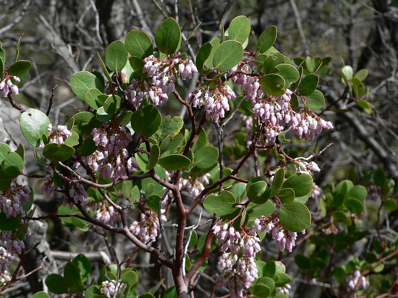 Greenleaf manzanita: Green Manzanita foliage and flowers