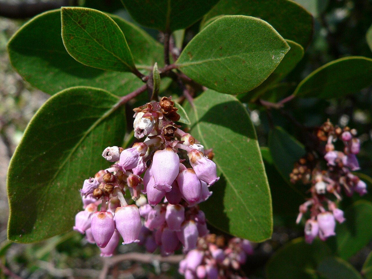 Greenleaf manzanita: Green Manzanita foliage and flowers ( Arctostaphylos patula ), on the Clothespin Tree Trail, Mariposa Grove , Yosemite National Park , at 6,220 feet (1,900 m) e