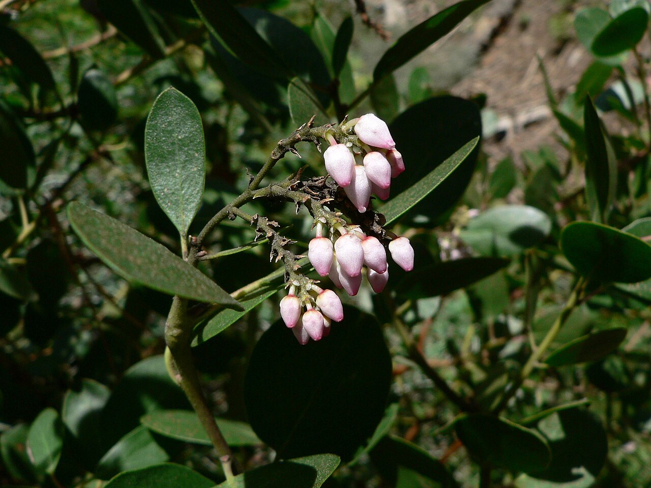 Greenleaf manzanita (Arctostaphylos patula)