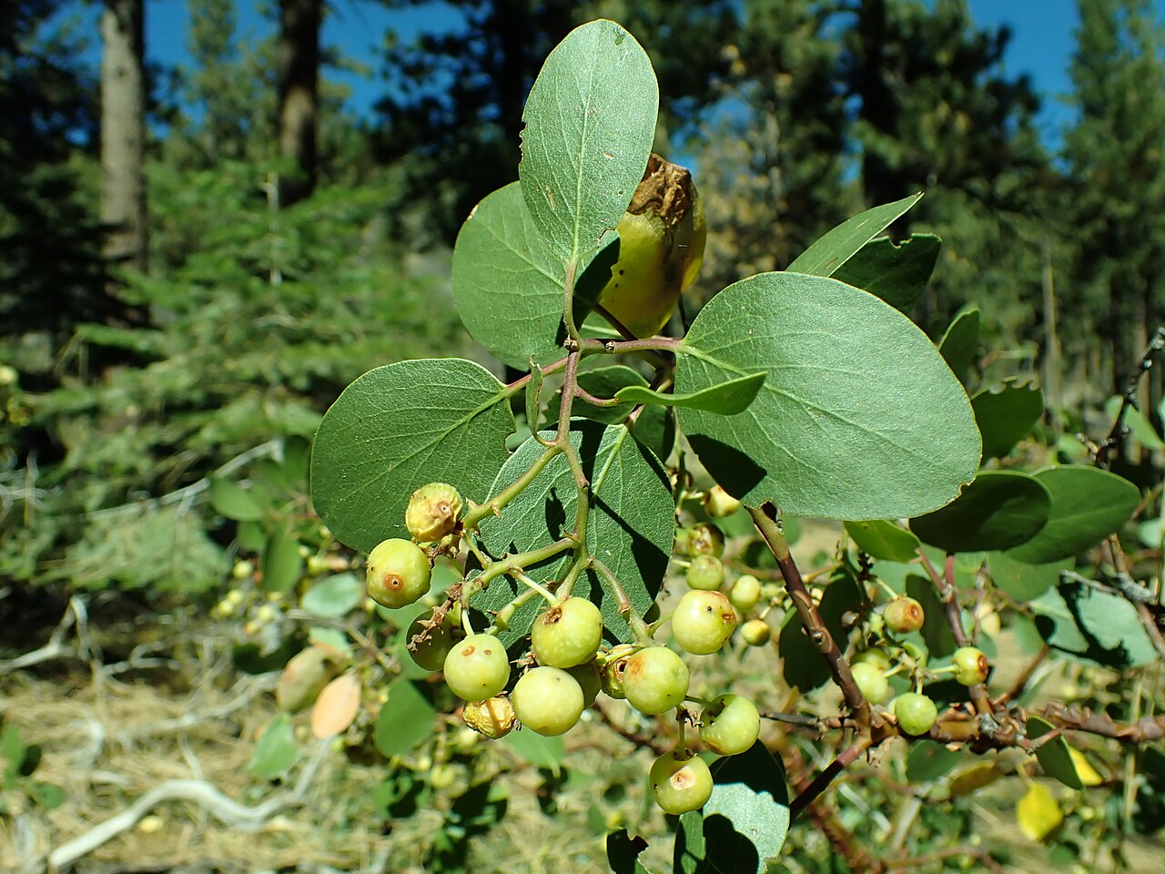 Greenleaf manzanita: Greenleaf manzanita growing in Jeffrey Pine open understory in the Whites Creek drainage, Carson Range, Washoe County, Nevada. Peeling bark is characteristic of