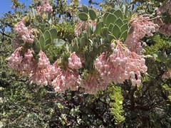 Pringle manzanita (Arctostaphylos pringlei)