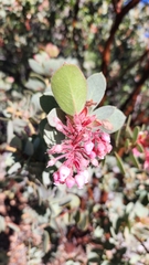 Pringle manzanita (Arctostaphylos pringlei)