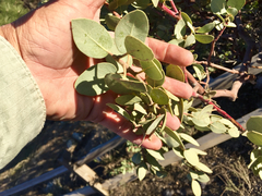 Pringle manzanita (Arctostaphylos pringlei)