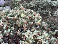 Pringle manzanita (Arctostaphylos pringlei)