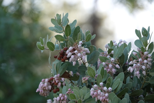 Pringle manzanita (Arctostaphylos pringlei)