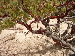 Pringle manzanita (Arctostaphylos pringlei)