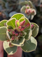 Pringle manzanita (Arctostaphylos pringlei)
