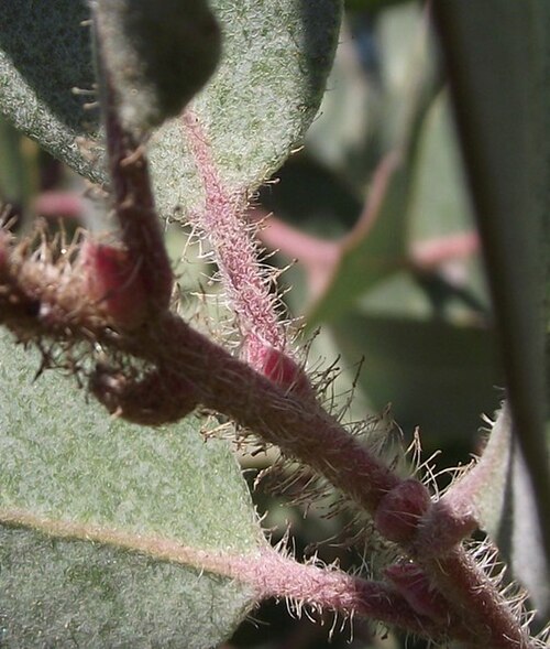 Pointleaf manzanita: Hairy twigs of Arctostaphylos pungens at the San Diego Wild Animal Park, California, USA. Plant identified by sign.