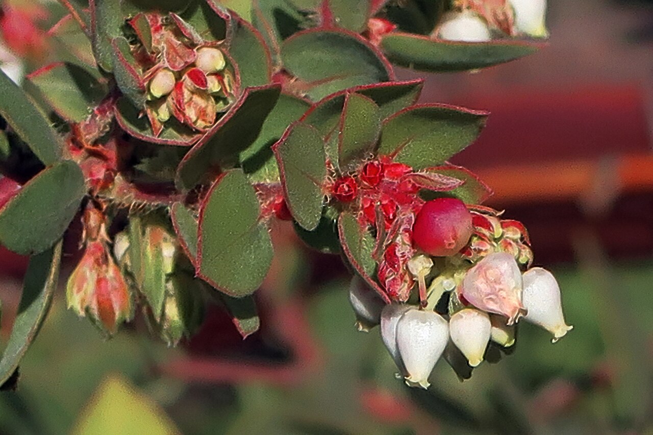 La Purissima manzanita: Arctostaphylos purissima—La Purisima manzanita. The species is included in the CNPS Inventory of Rare and Endangered Plants on list 1B.1 (rare, threatened, or e