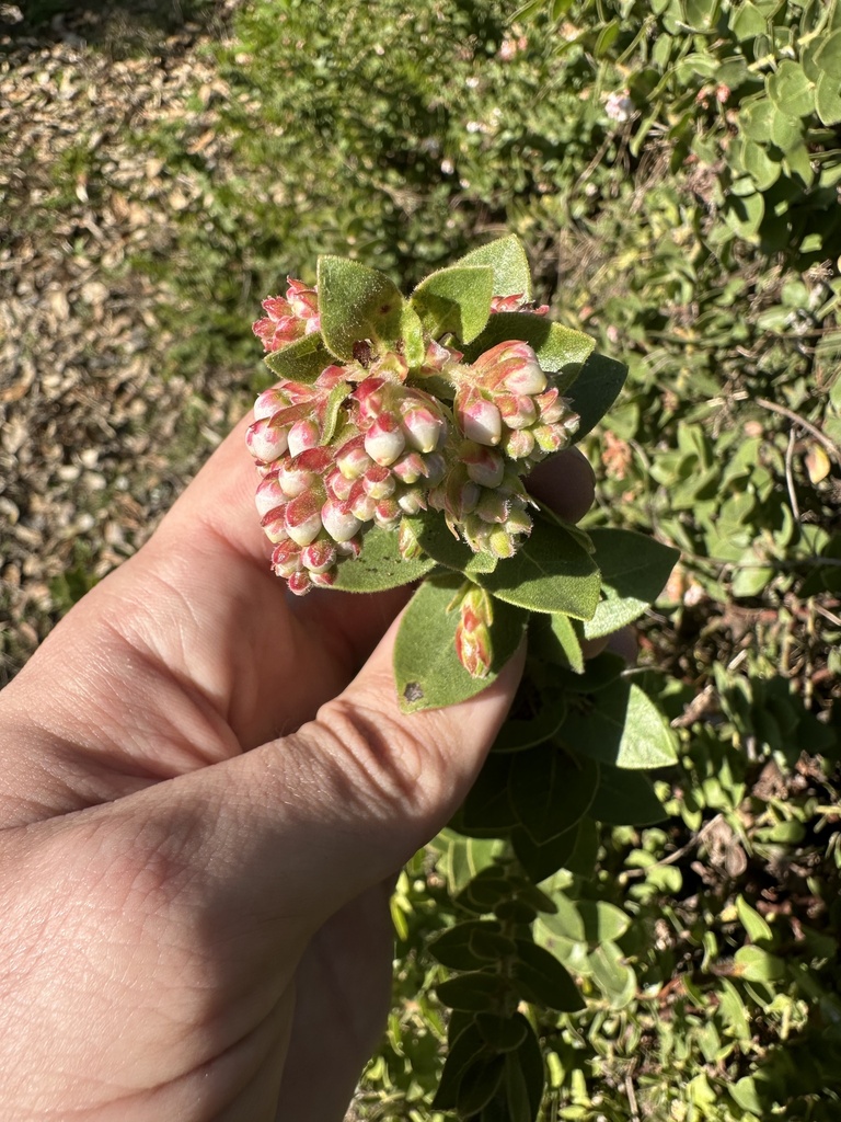 La Purissima manzanita (Arctostaphylos purissima)
