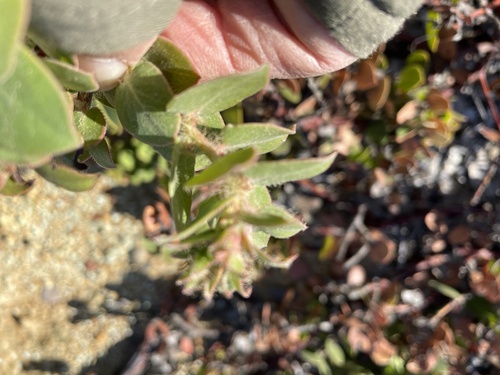 La Purissima manzanita (Arctostaphylos purissima)