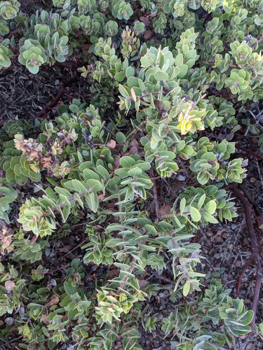 La Purissima manzanita (Arctostaphylos purissima)