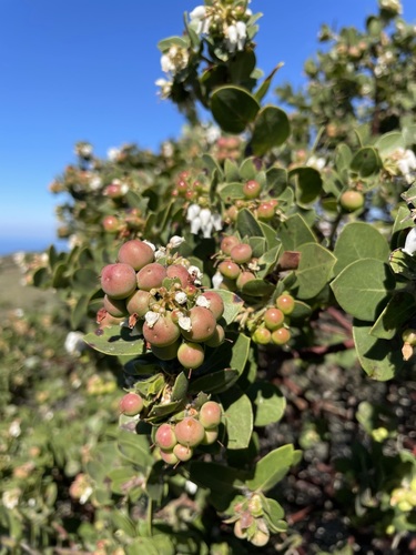 La Purissima manzanita (Arctostaphylos purissima)