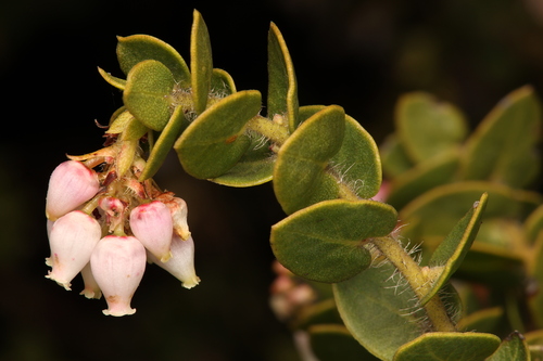 La Purissima manzanita (Arctostaphylos purissima)