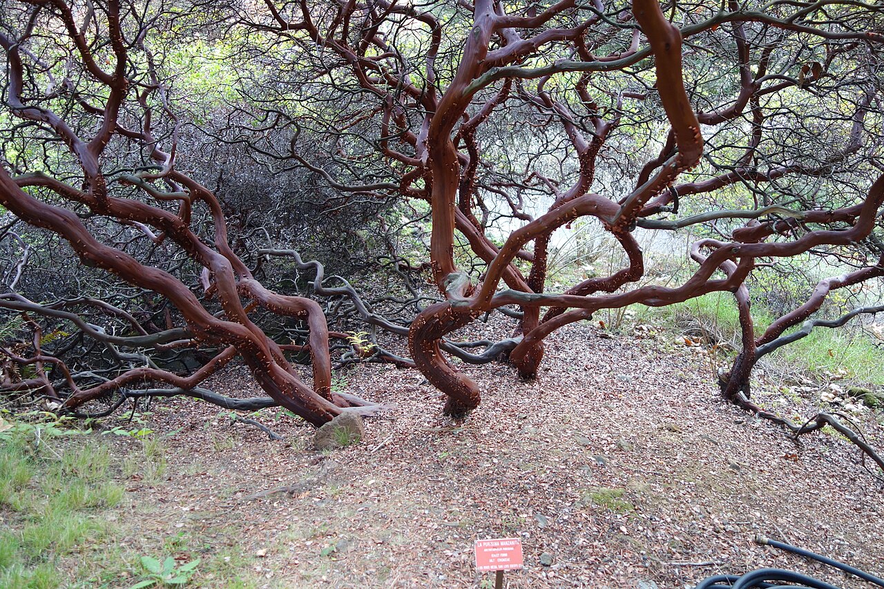 La Purissima manzanita: Botanical specimen in the Regional Parks Botanic Garden, Berkeley, California, USA.