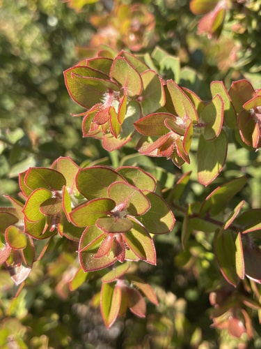 La Purissima manzanita (Arctostaphylos purissima)