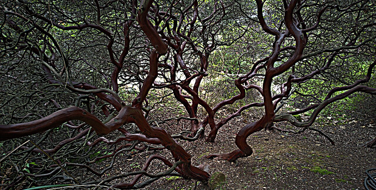 La Purissima manzanita: Arctostaphylos purissima—La Purisima manzanita. included in the CNPS Inventory of Rare and Endangered Plants on list 1B.1 (rare, threatened, or endangered in CA
