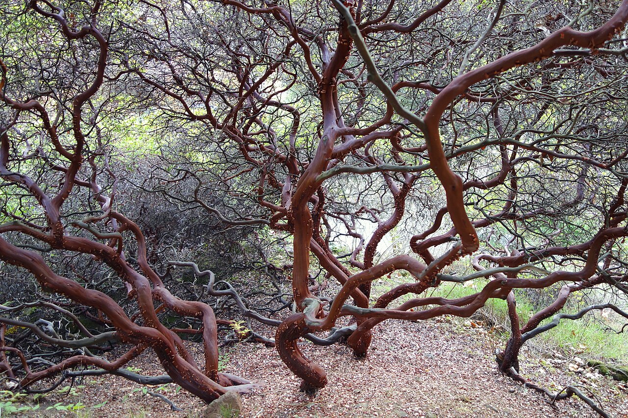 La Purissima manzanita: Botanical specimen in the Regional Parks Botanic Garden, Berkeley, California, USA.