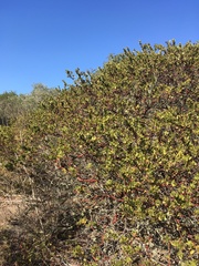 La Purissima manzanita (Arctostaphylos purissima)