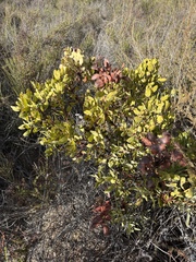 Rainbow manzanita (Arctostaphylos rainbowensis)