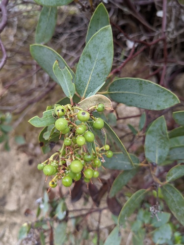 Rainbow manzanita (Arctostaphylos rainbowensis)
