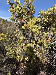 Rainbow manzanita (Arctostaphylos rainbowensis)