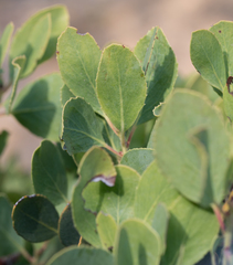 Rainbow manzanita (Arctostaphylos rainbowensis)