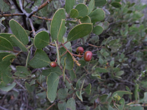 Rainbow manzanita (Arctostaphylos rainbowensis)