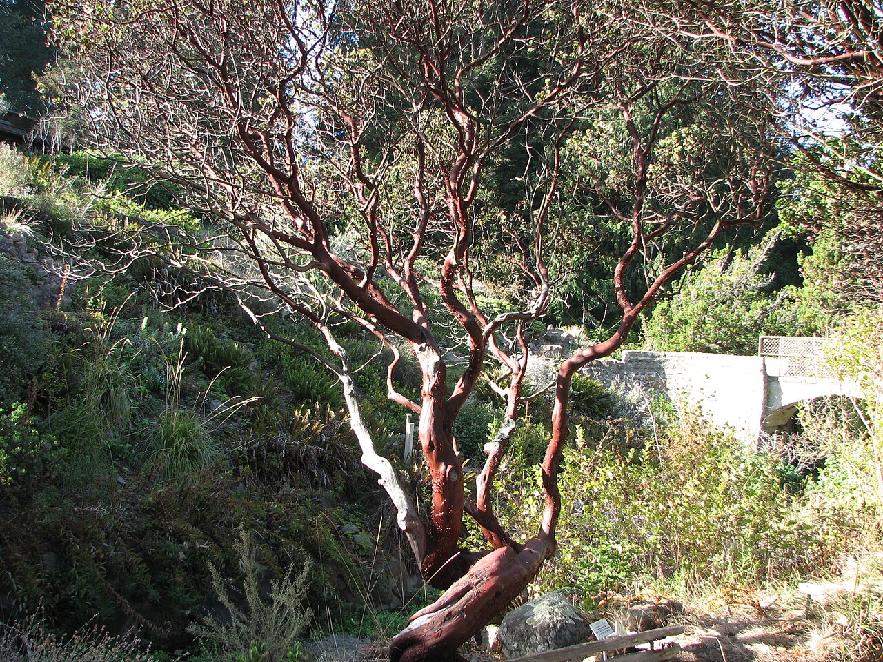 Kings Mountain manzanita: Arctostaphylos Regismontana