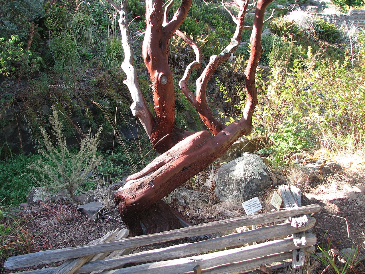 Kings Mountain manzanita: Arctostaphylos Regismontana