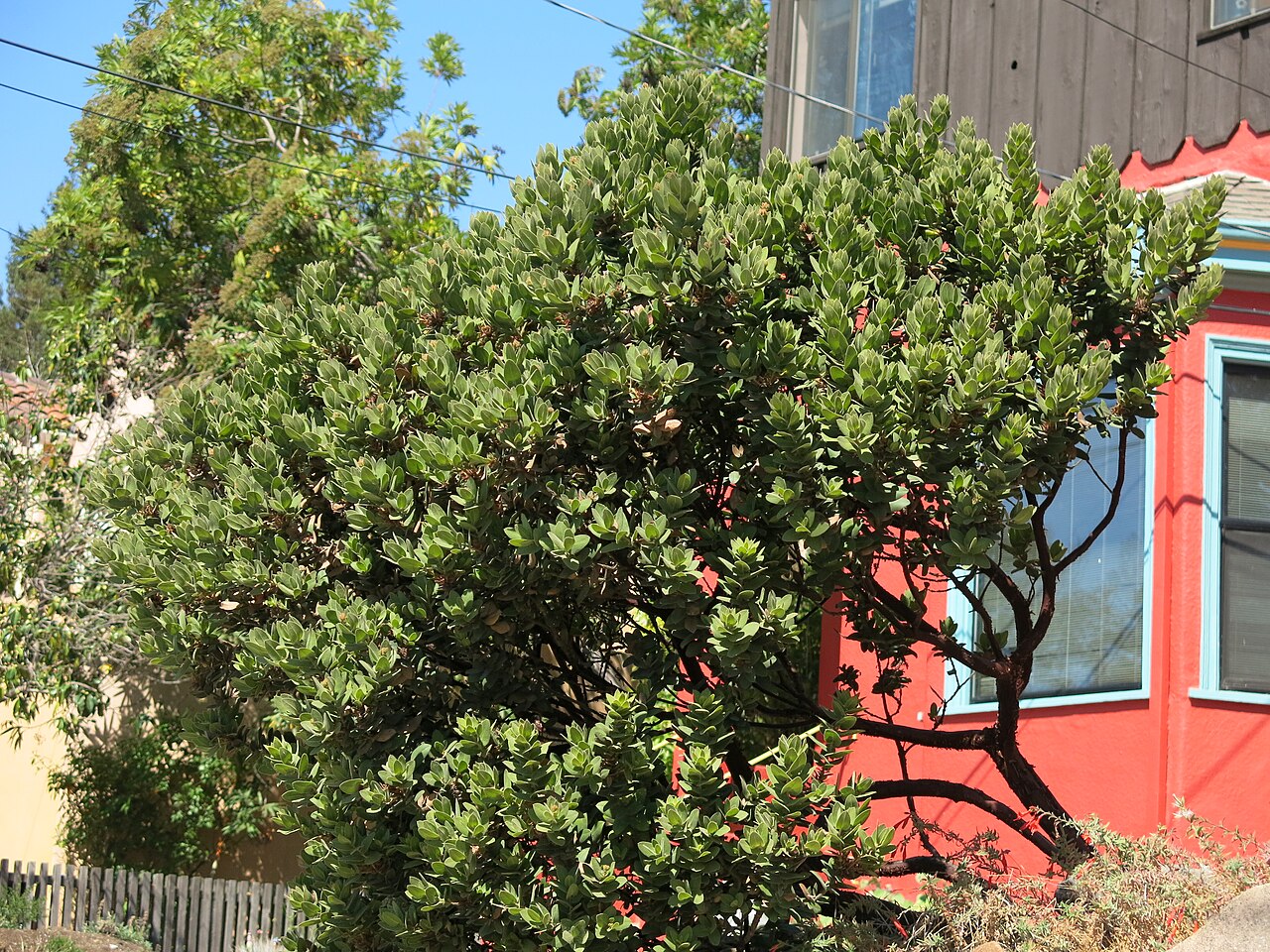 Kings Mountain manzanita: Manzanita heimisch in der Bay of San Francisco