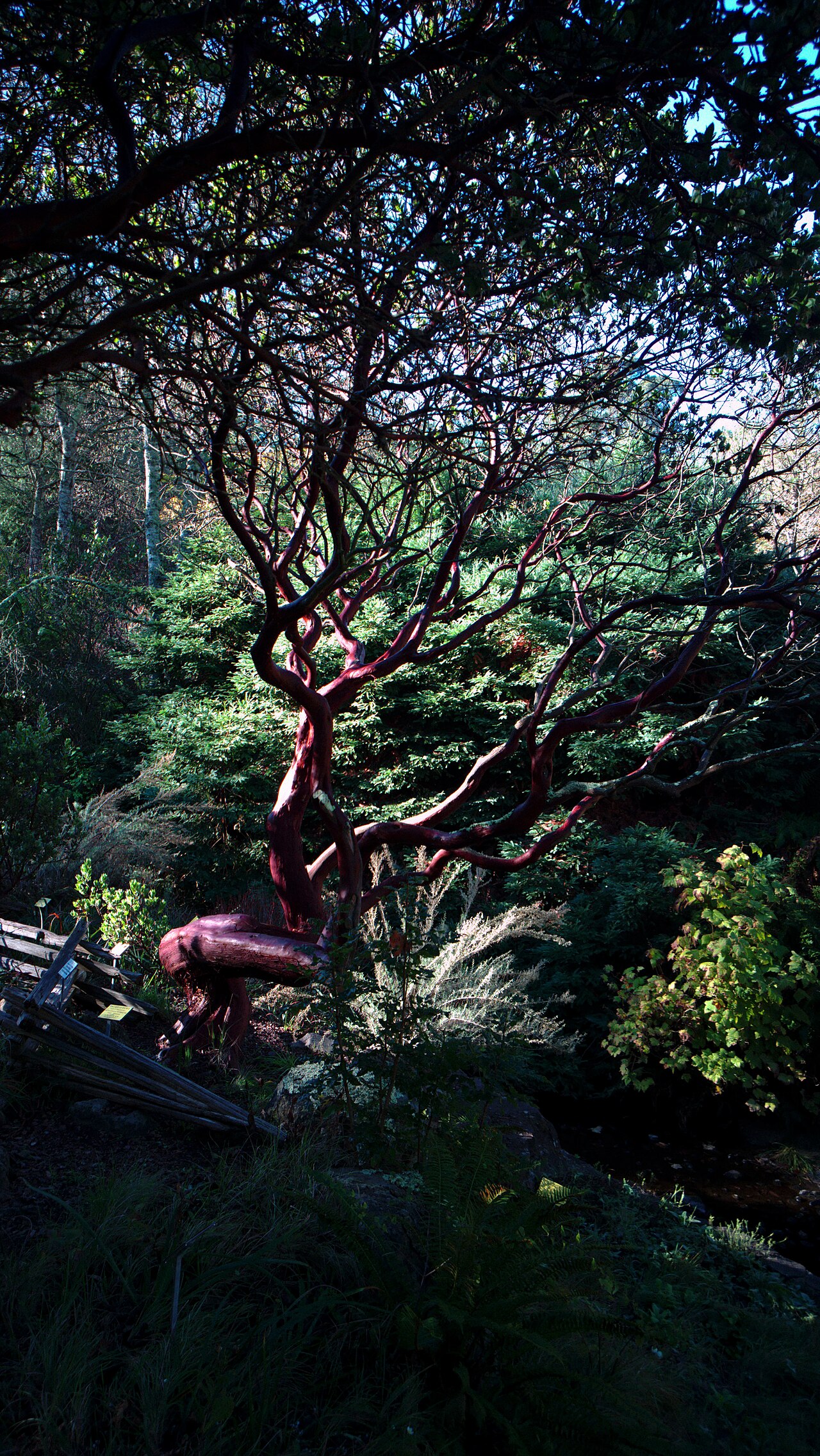 Kings Mountain manzanita: Arctostaphylos regismontana—Kings Mountain manzanita. Included in the CNPS Inventory of Rare and Endangered Plants on list 1B.2 (rare, threatened, or endangered