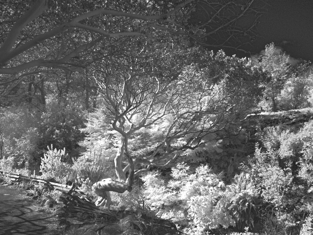 Kings Mountain manzanita: Arctostaphylos regismontana—Kings Mountain manzanita. Included in the CNPS Inventory of Rare and Endangered Plants on list 1B.2 (rare, threatened, or endangered
