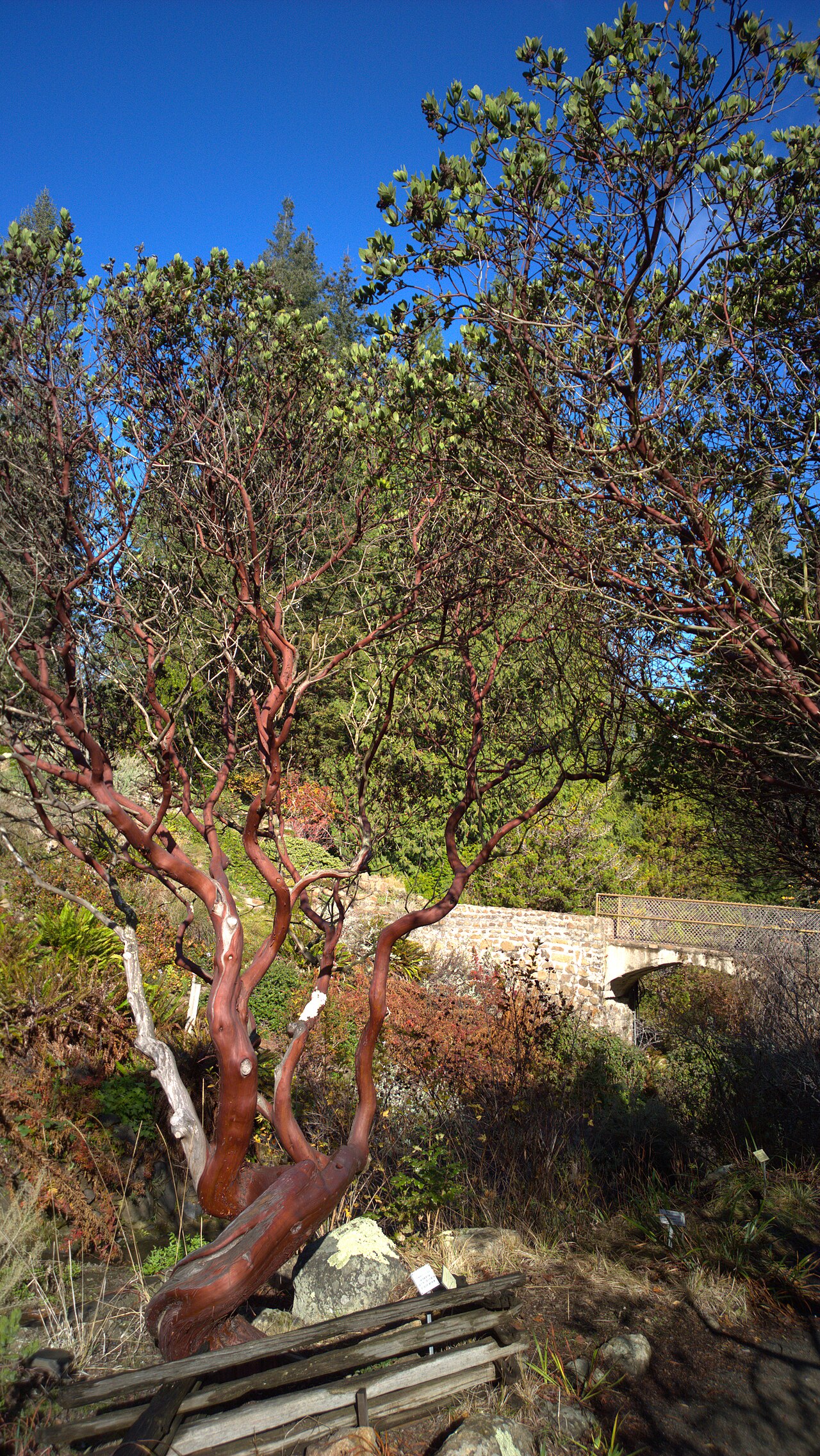 Kings Mountain manzanita: Arctostaphylos regismontana—Kings Mountain manzanita. Included in the CNPS Inventory of Rare and Endangered Plants on list 1B.2 (rare, threatened, or endangered