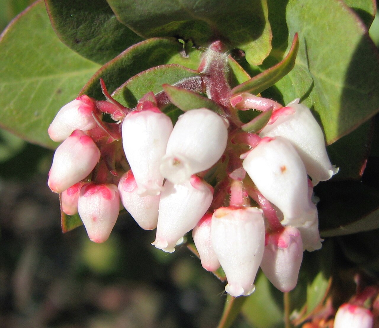Woollyleaf manzanita: Arctostaphylos tomentosa ssp. crustacea — Brittleleaf manzanita; flowers. Endemic to California .