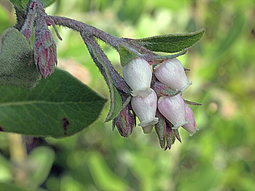 Woollyleaf manzanita: Arctostaphylos tomentosa—woolly leaf manzanita. Burl-forming manzanita found in fog zones of Central California coast. Photographed at Regional Parks Botanic Ga