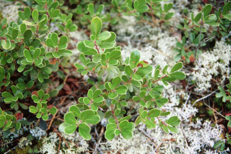 Kinnikinnick: Arctostaphylos uva-ursi 1-eheep