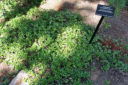 Kinnikinnick: Arctostaphylos uva-ursi in the VanDusen Botanical Garden - Vancouver, BC, Canada.