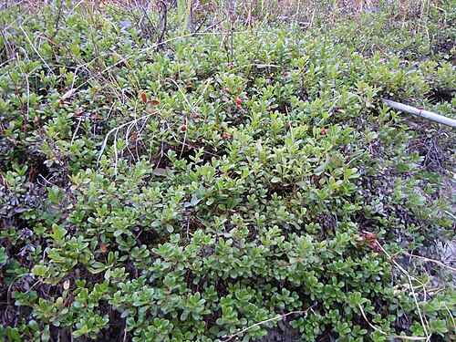 Kinnikinnick: A common matted or low growing shrub in montane forests typically in open understory — Montana .