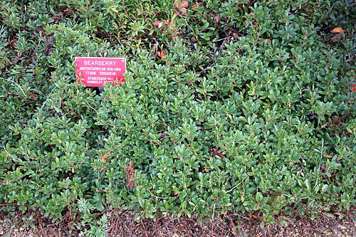Kinnikinnick: Botanical specimen in the Regional Parks Botanic Garden, Berkeley, California, USA.