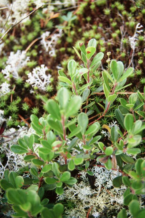 Kinnikinnick: Arctostaphylos uva-ursi 2-eheep