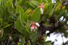 Bolinas manzanita (Arctostaphylos virgata)