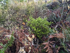Bolinas manzanita (Arctostaphylos virgata)