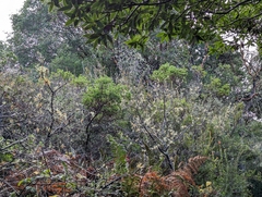 Bolinas manzanita (Arctostaphylos virgata)