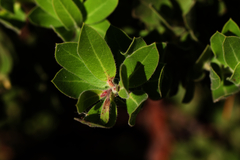 Bolinas manzanita (Arctostaphylos virgata)