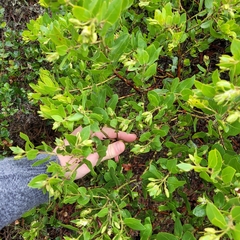 Bolinas manzanita (Arctostaphylos virgata)