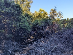 Bolinas manzanita (Arctostaphylos virgata)