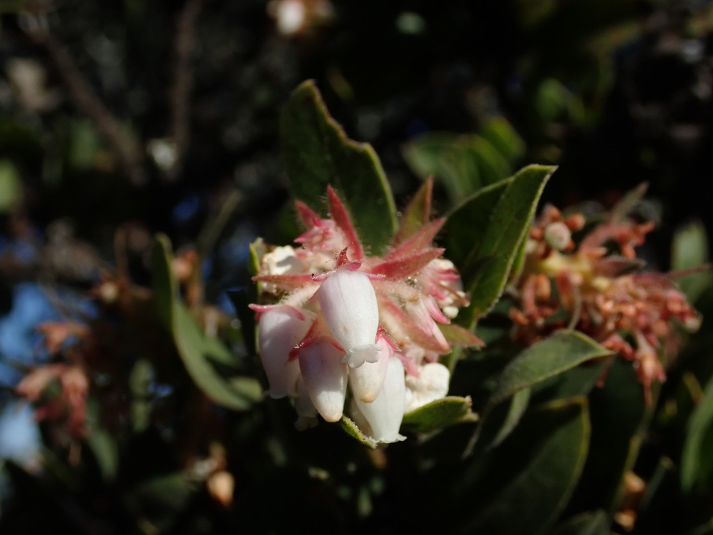 Bolinas manzanita (Arctostaphylos virgata)